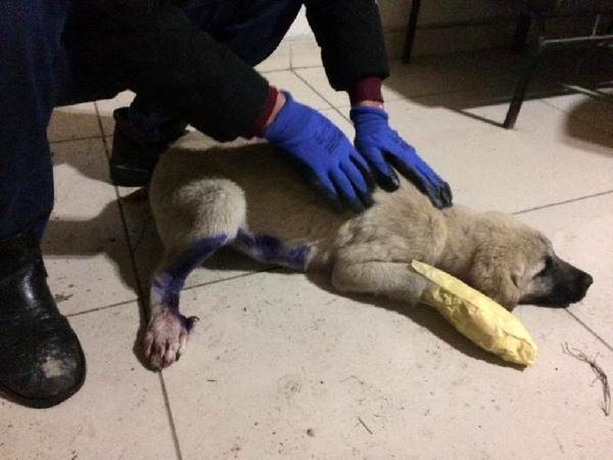Minibüsün çarptığı köpek tedaviye alındı