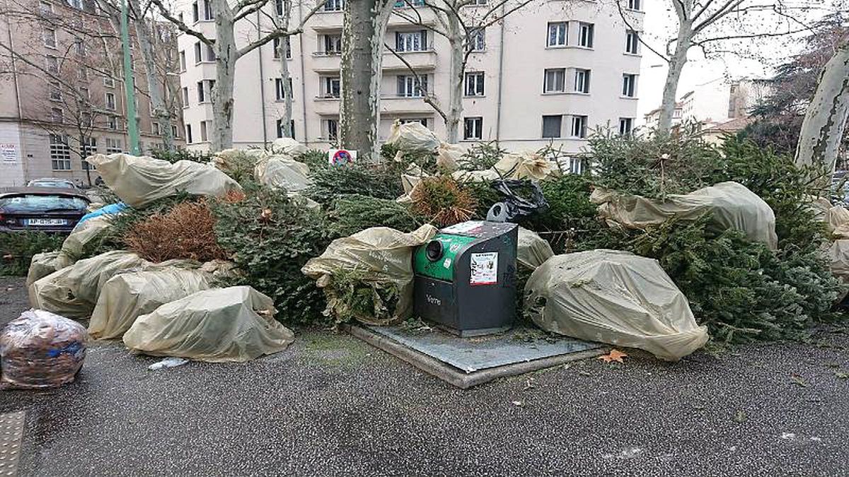 Noel\'de evleri süsleyen milyonlarca çam ağacına ne oldu?