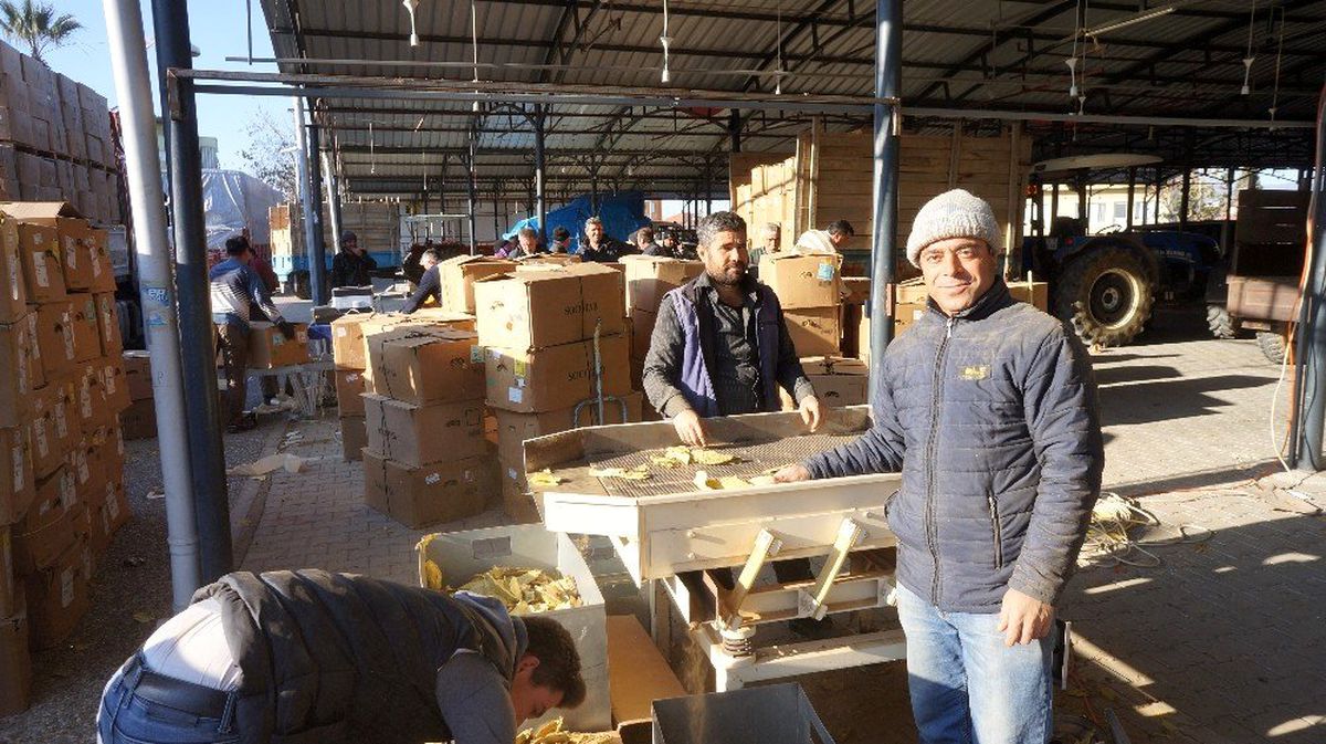 Sarıgöl\'de tütün alımları başladı