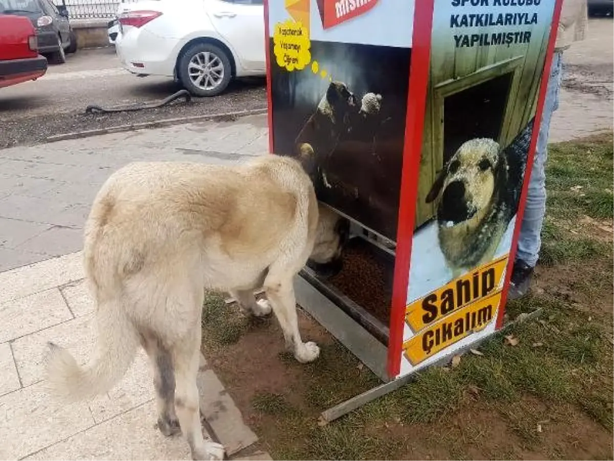 Sokak köpekleri için Mamamatik yaptılar