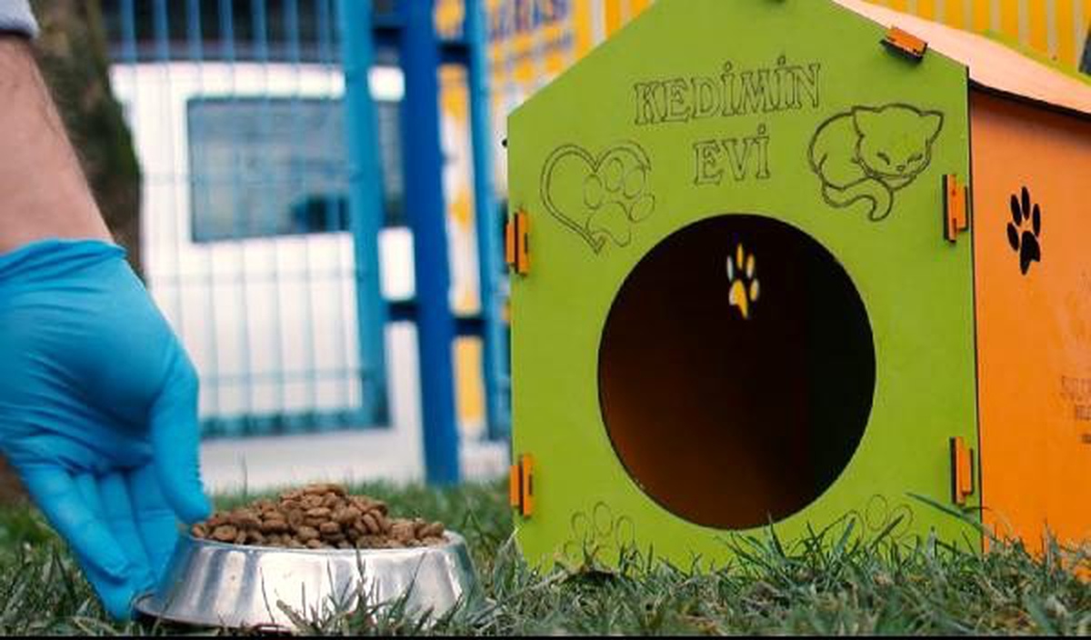 Sultangazi Belediyesi, kedileri yuva sahibi yapıyor