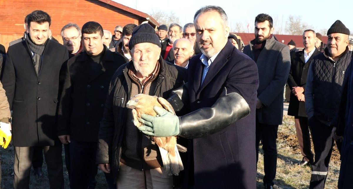 Yaralı şahin özgürlüğüne uçtu