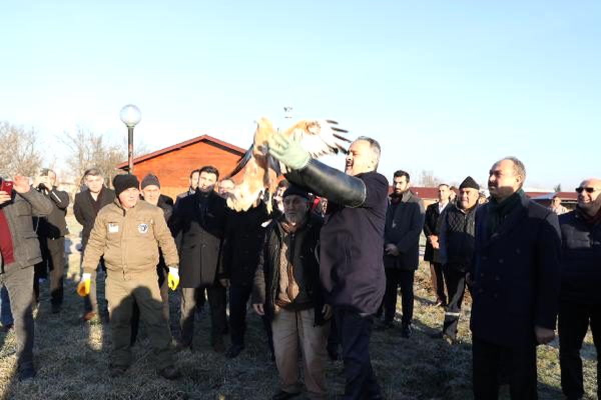 Yaralı şahin, tedavisinin ardından doğaya salındı