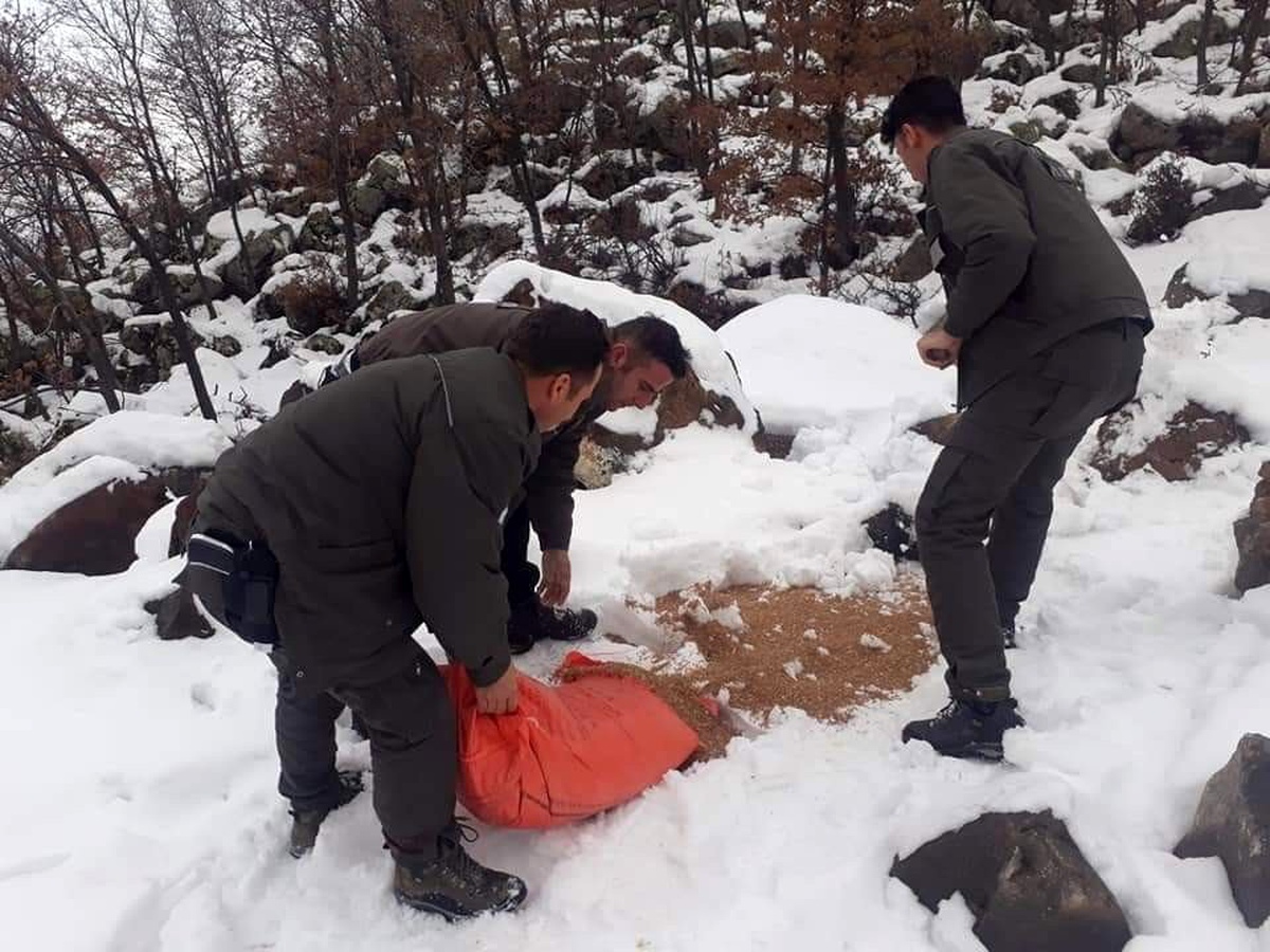 Aksaray\'da yaban hayvanları için doğaya yem bırakılıyor