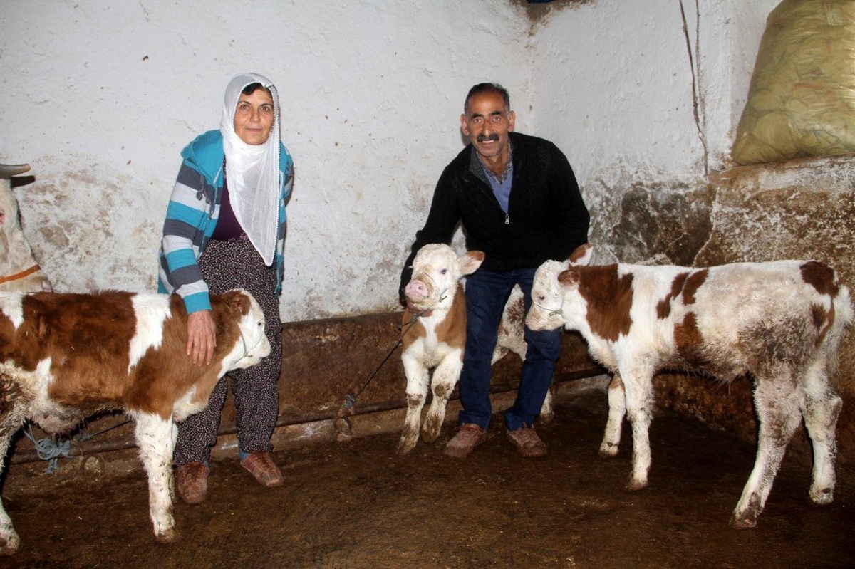 Besicinin yüzü "üçüz" buzağı ile güldü