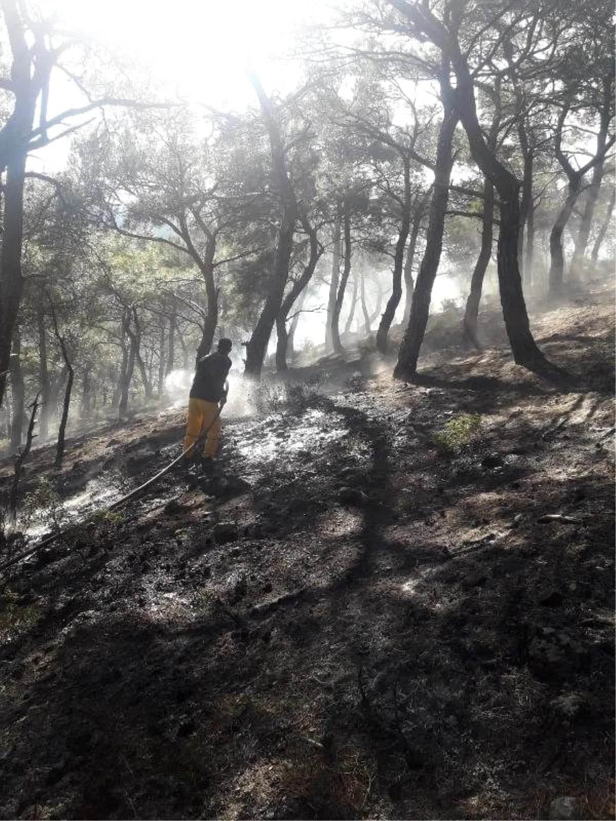 Burhaniye\'de 4 dekar kızılçam ormanı yandı
