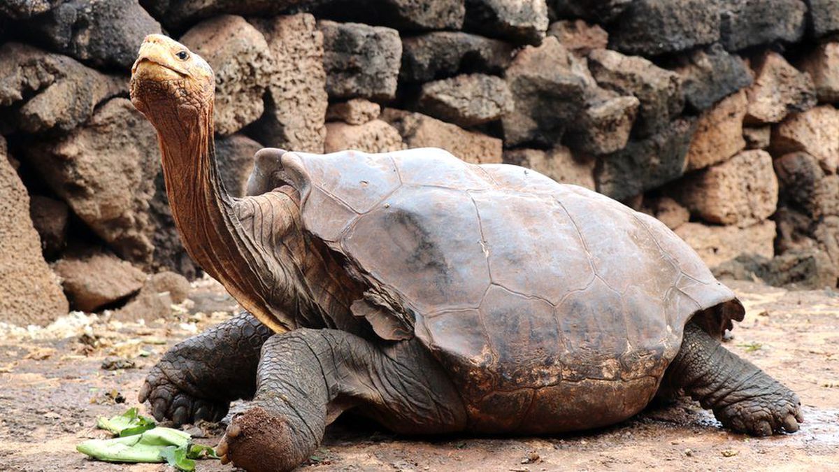 Dev kaplumbağa Diego, Galapagos Adaları\'na geri dönüyor