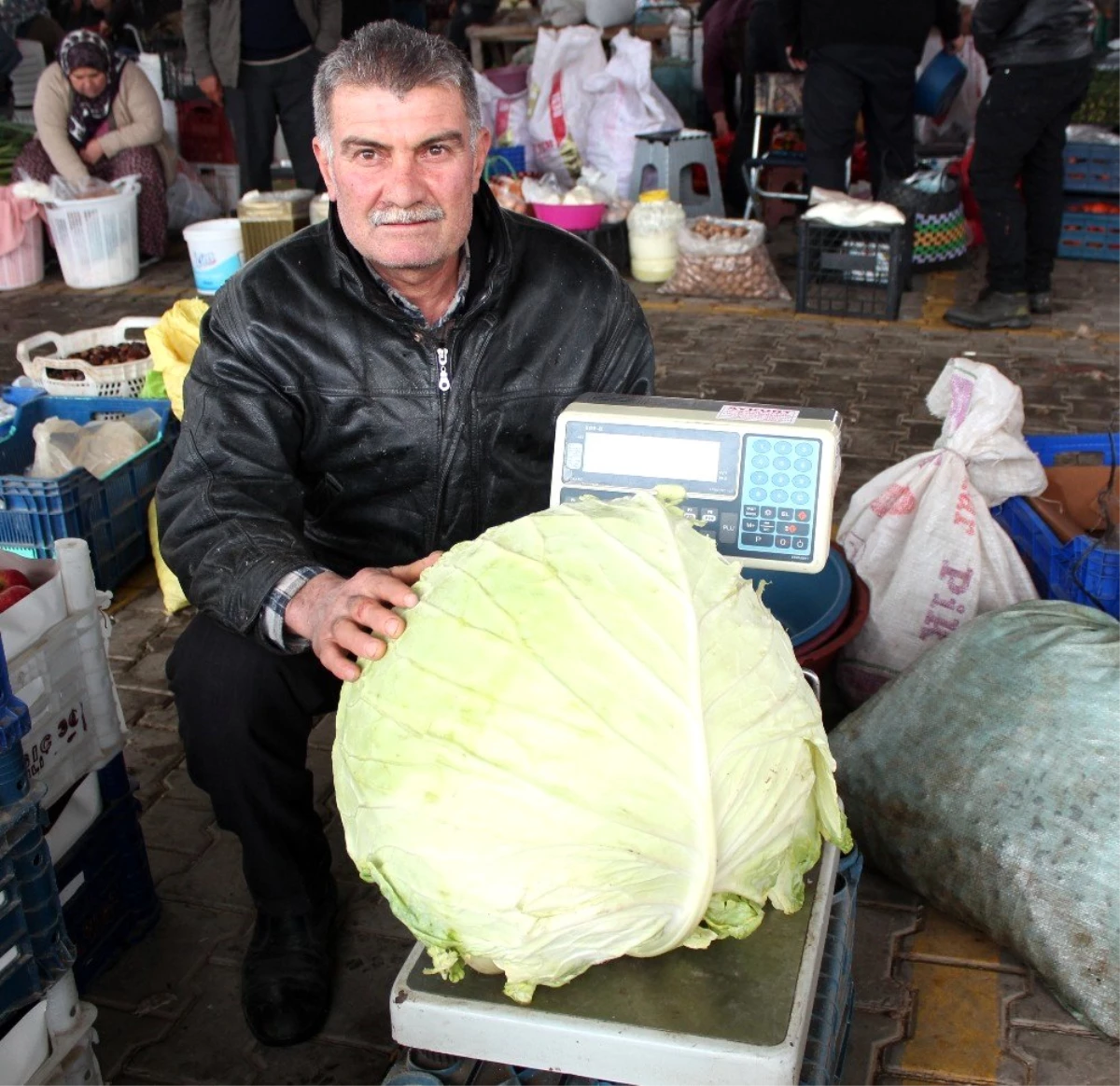 14 kilogramlık dev lahana görenleri şaşırttı