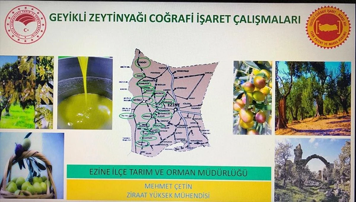 Geyikli zeytin yağı için coğrafi işaret süreci