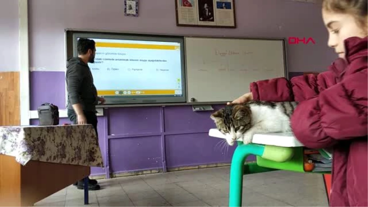 Karaman soğuktan kurtardıkları kedi, sınıfın maskotu oldu