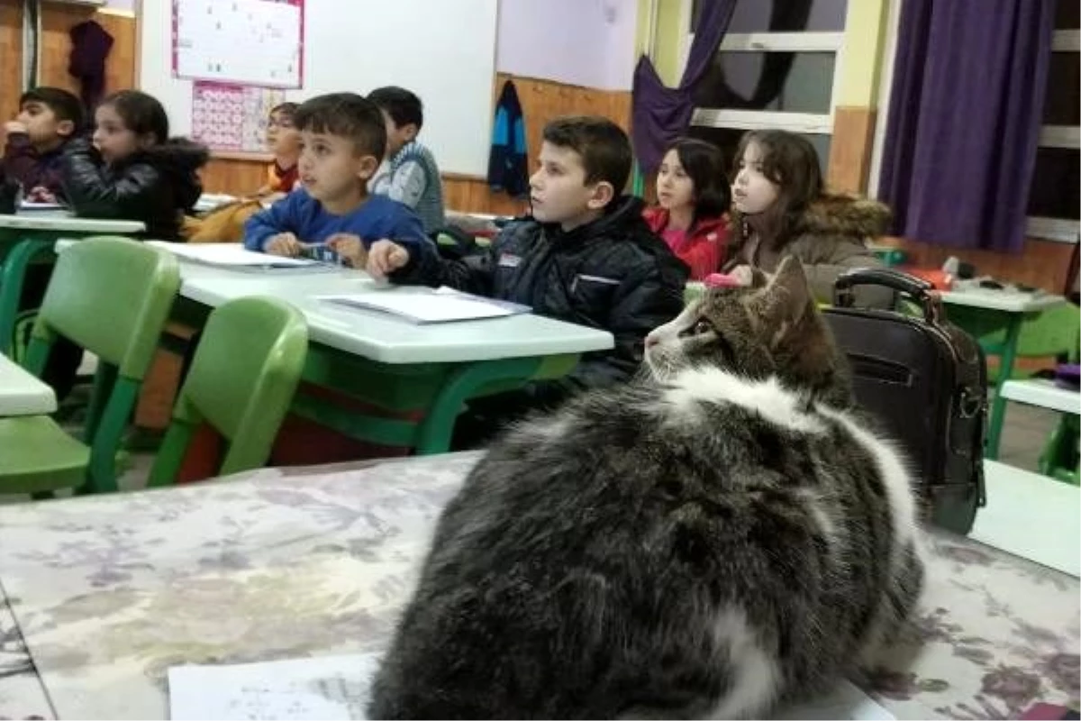 Soğuktan kurtardıkları kedi, sınıfın maskotu oldu