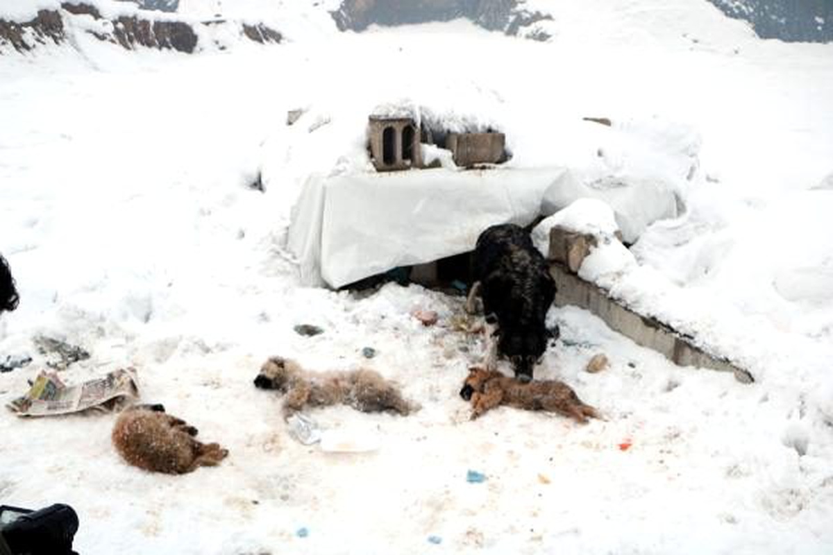 Yüksekova\'da dondurucu soğuklar: 3 yavru köpek öldü