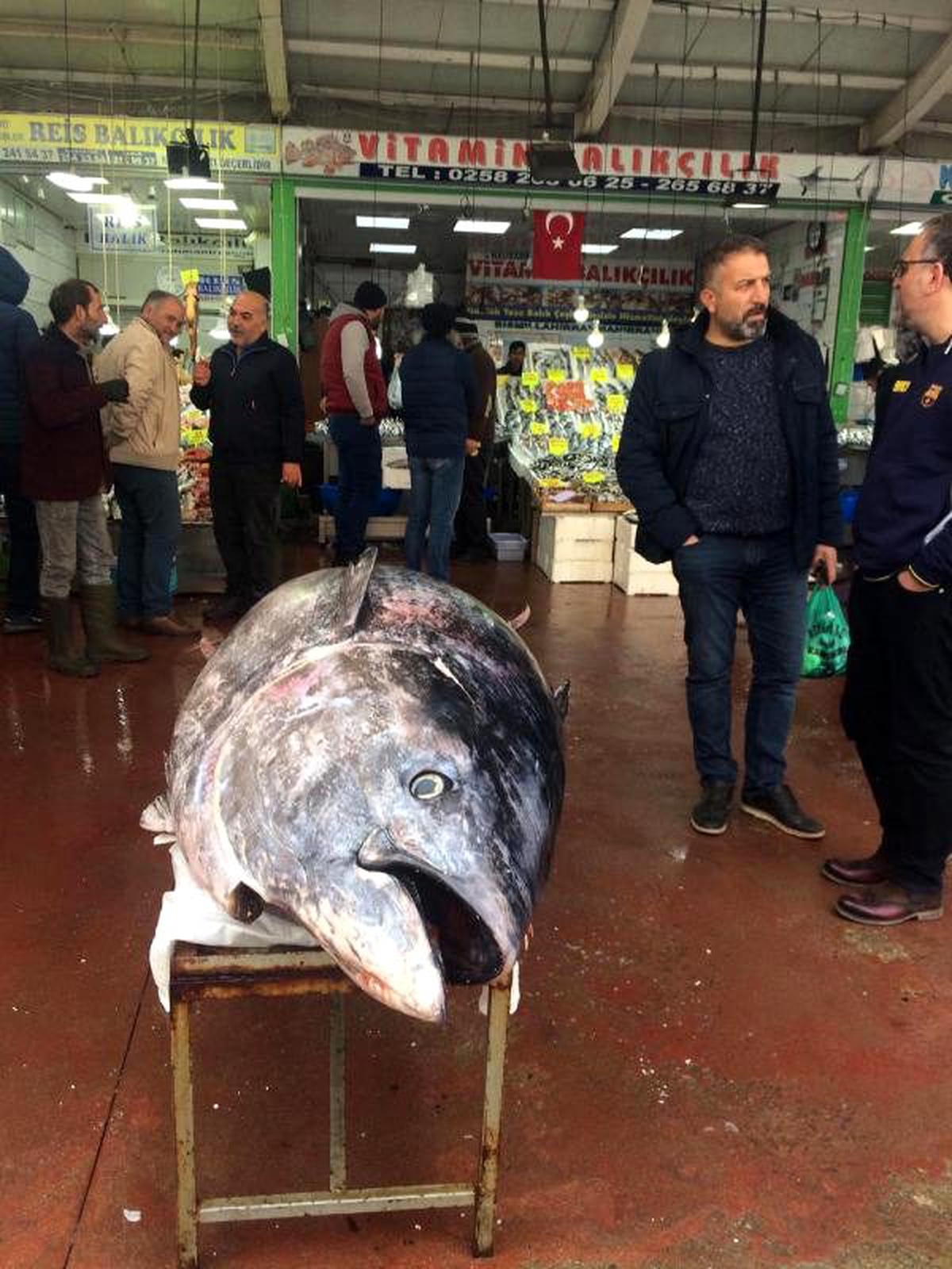 450 kilogramlık orkinos 2 saatte tükendi