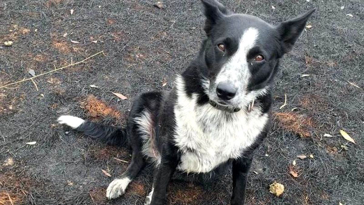 Avustralya\'da çoban köpeği Patsy, 220\'den fazla koyunu yangından kurtardı