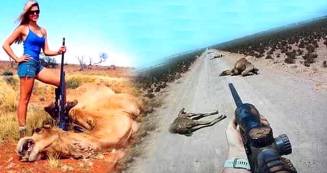 Avustralya\'da yabani develer itlaf edilmeye başlandı! Keskin nişancılar öldürdükleri develerin yanında poz verdi