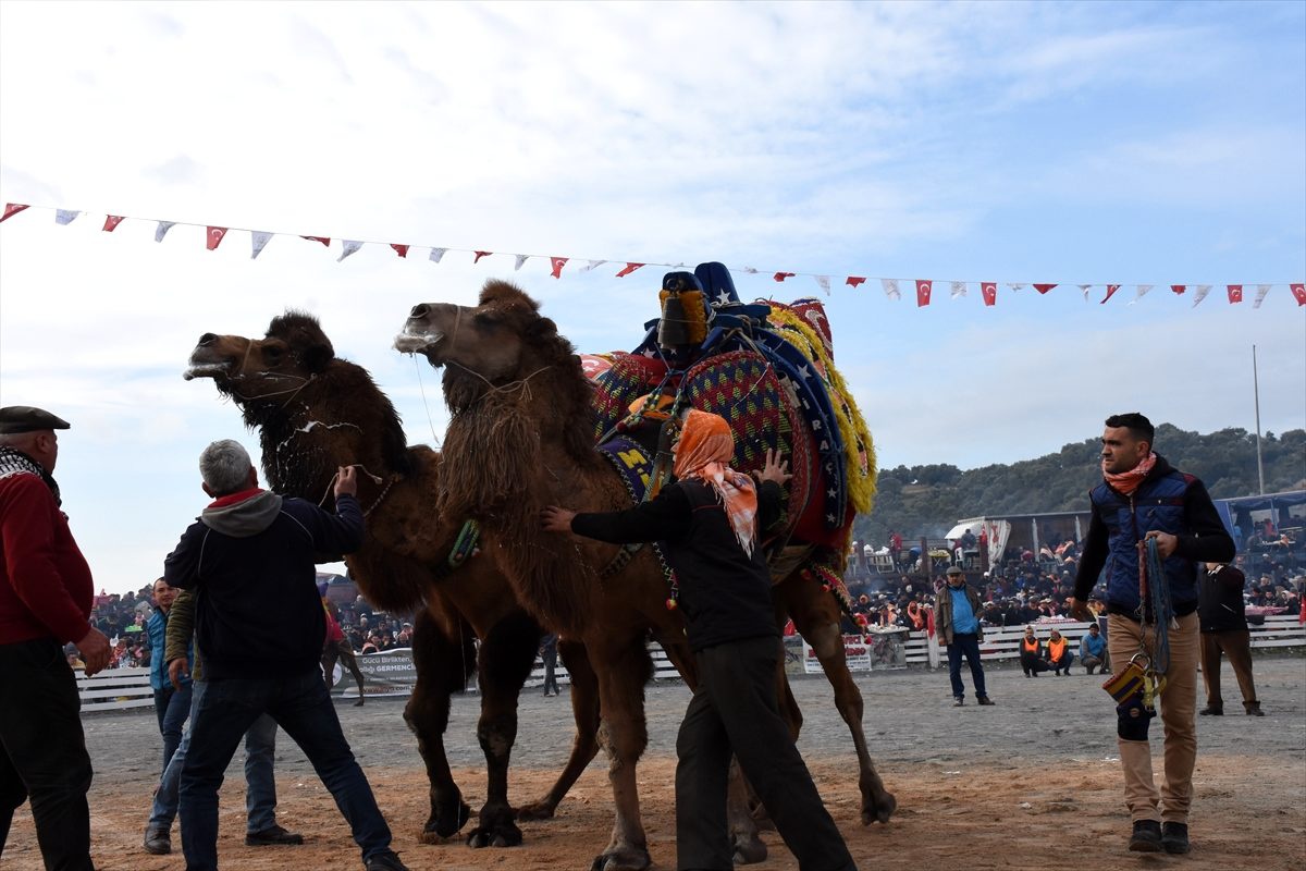 Aydın\'da deve güreşi festivali düzenlendi