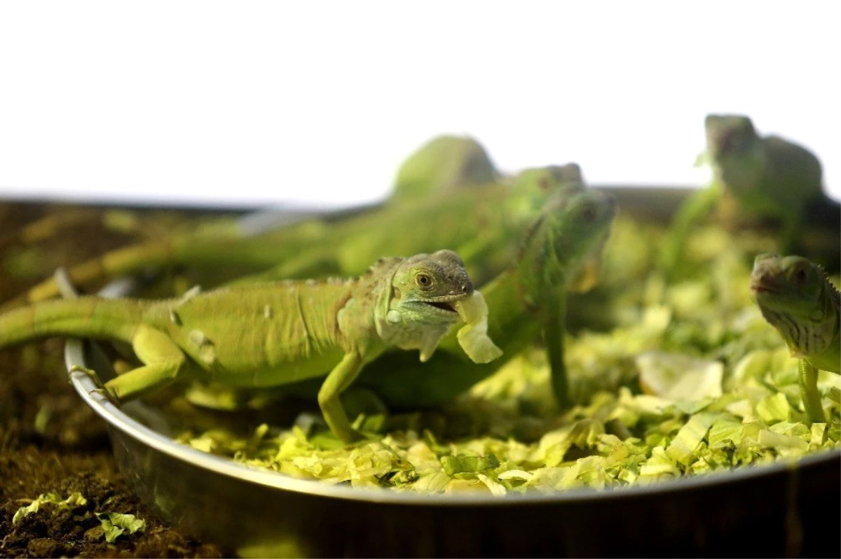 Bursa\'da iguanaların beslenme saati