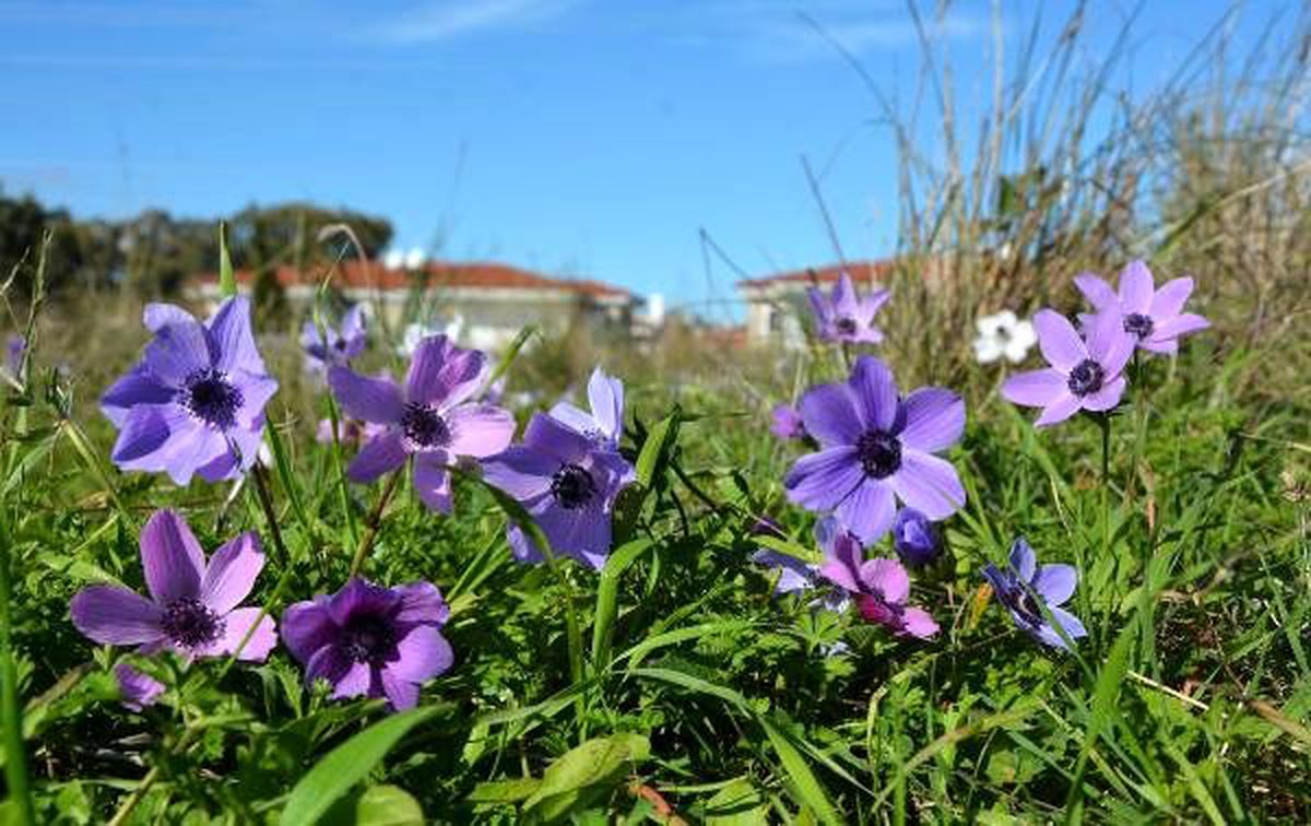 Datça\'da baharın müjdecileri anemonlar açtı