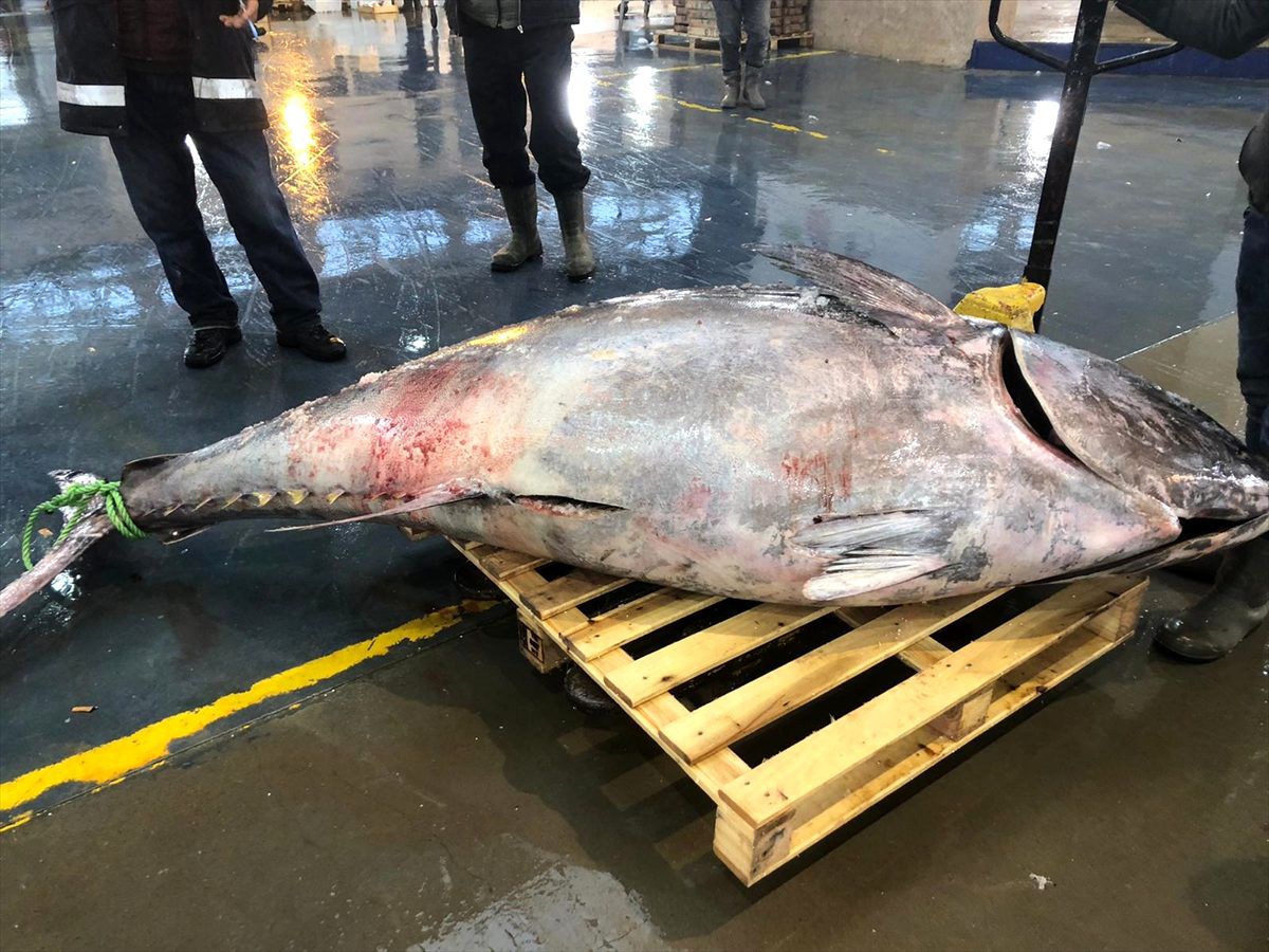 Denizli\'de 450 kilogramlık orkinos ilgi odağı oldu
