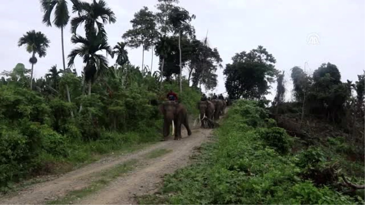Endonezya\'da evcil filler vahşi fillere karşı koruculuk yapıyor