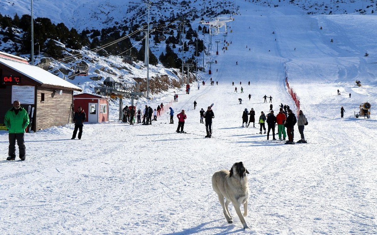 Havadaki droneyi yakalamaya çalışan köpek ilginç görüntü oluşturdu