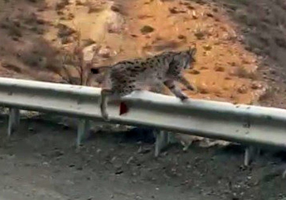 Karayoluna inen vaşağın umursamaz hali böyle görüntülendi