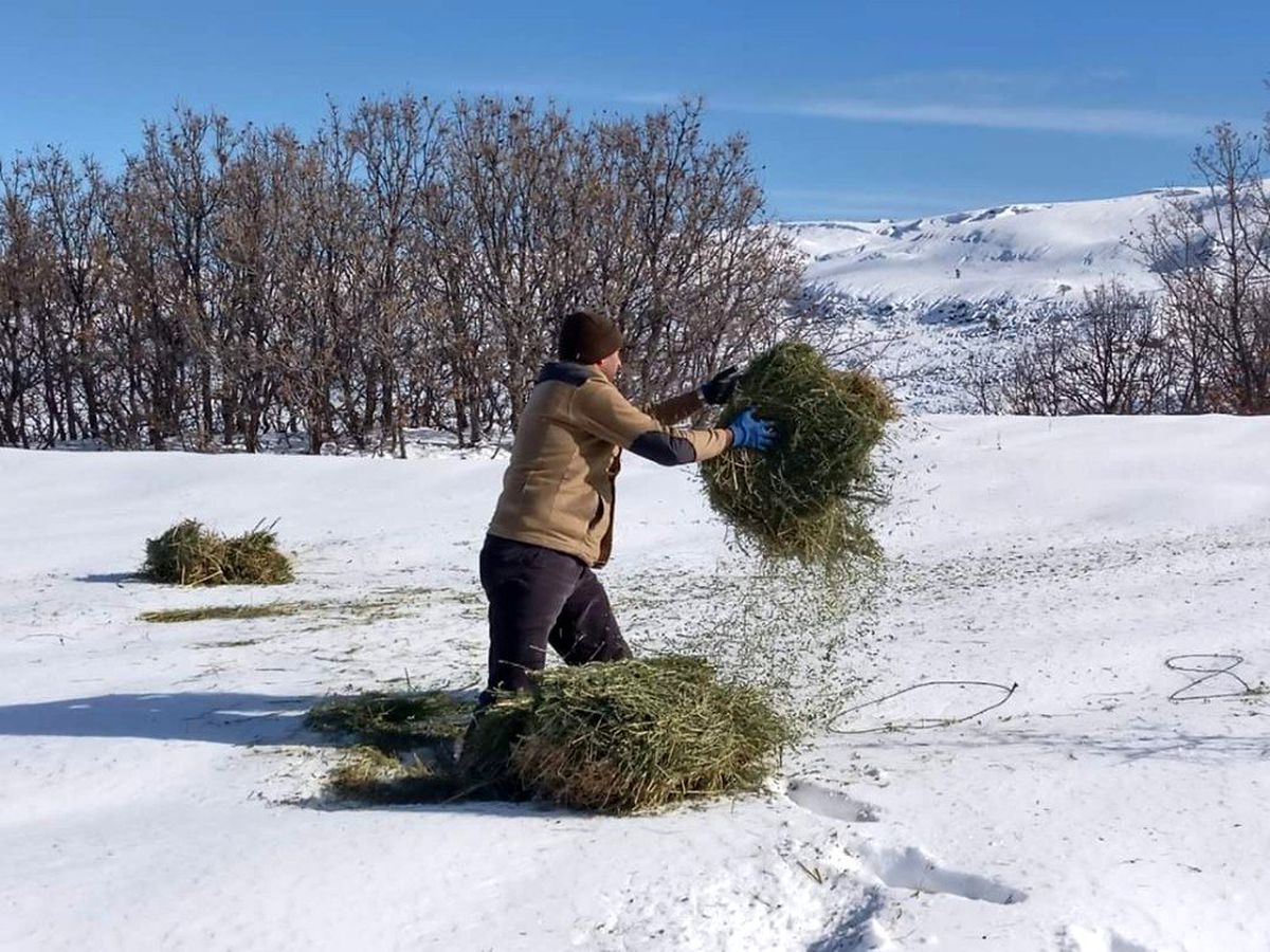 Malatya\'da yaban hayvanları unutulmadı
