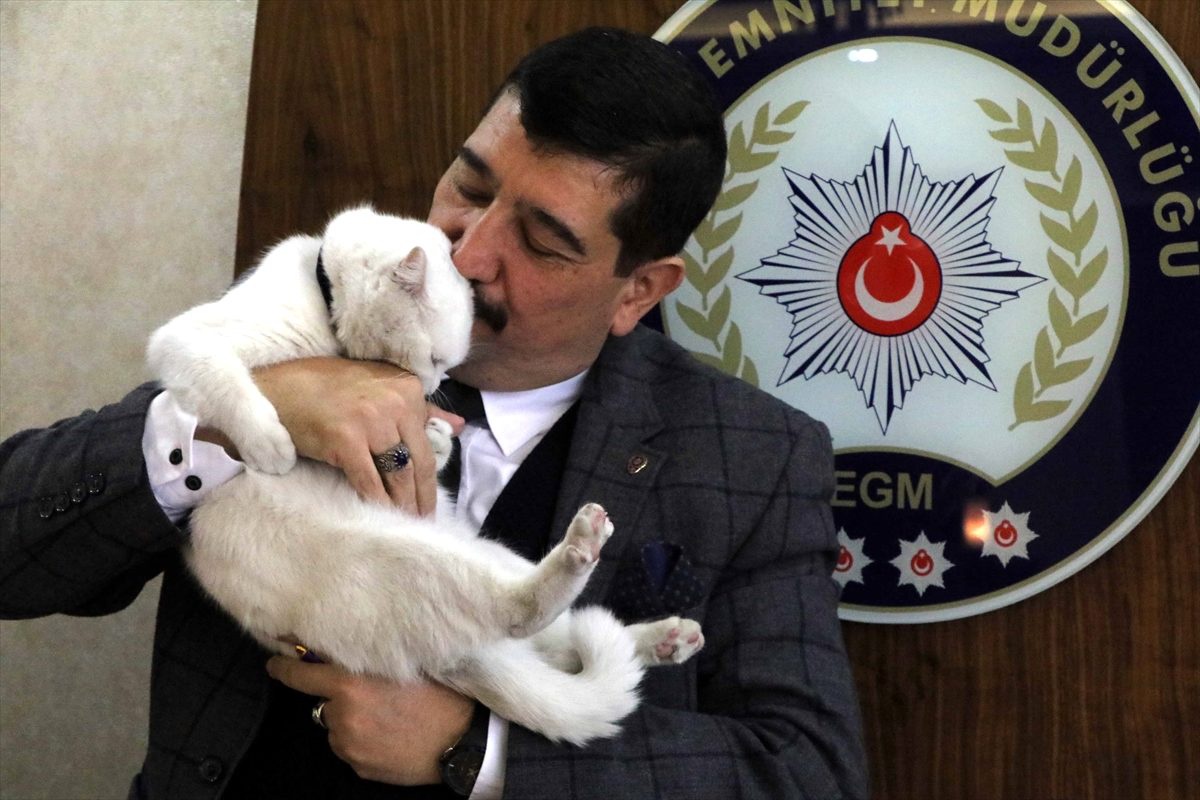 Sokakta yaralı bulunan kedi "Miço" artık "emniyet"te