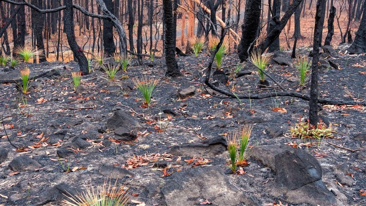 Avustralya\'daki yangın sonrası kül olan yerlerde bazı bitkiler yeniden çıkmaya başladı