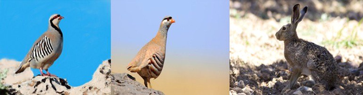 Bayburt\'ta keklik ve tavşan avı yasağı başladı