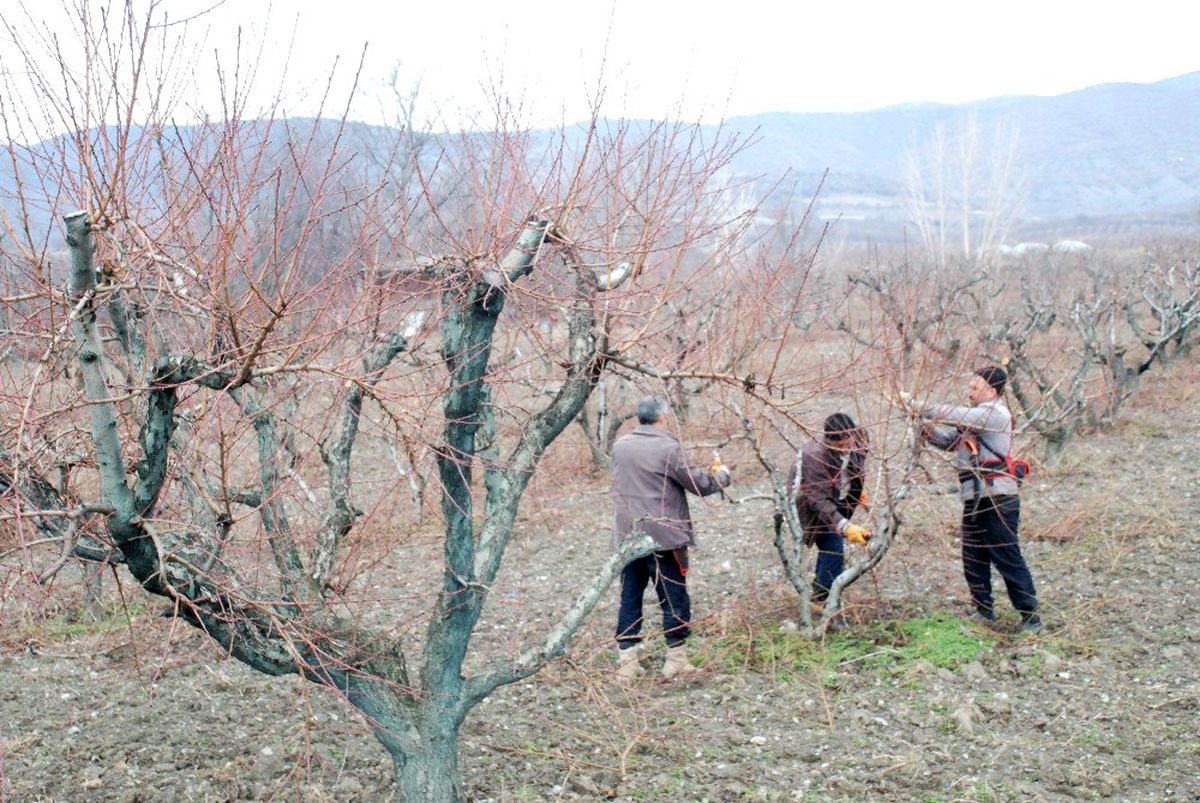 Geciken kışa üreticilerden budama önlemi