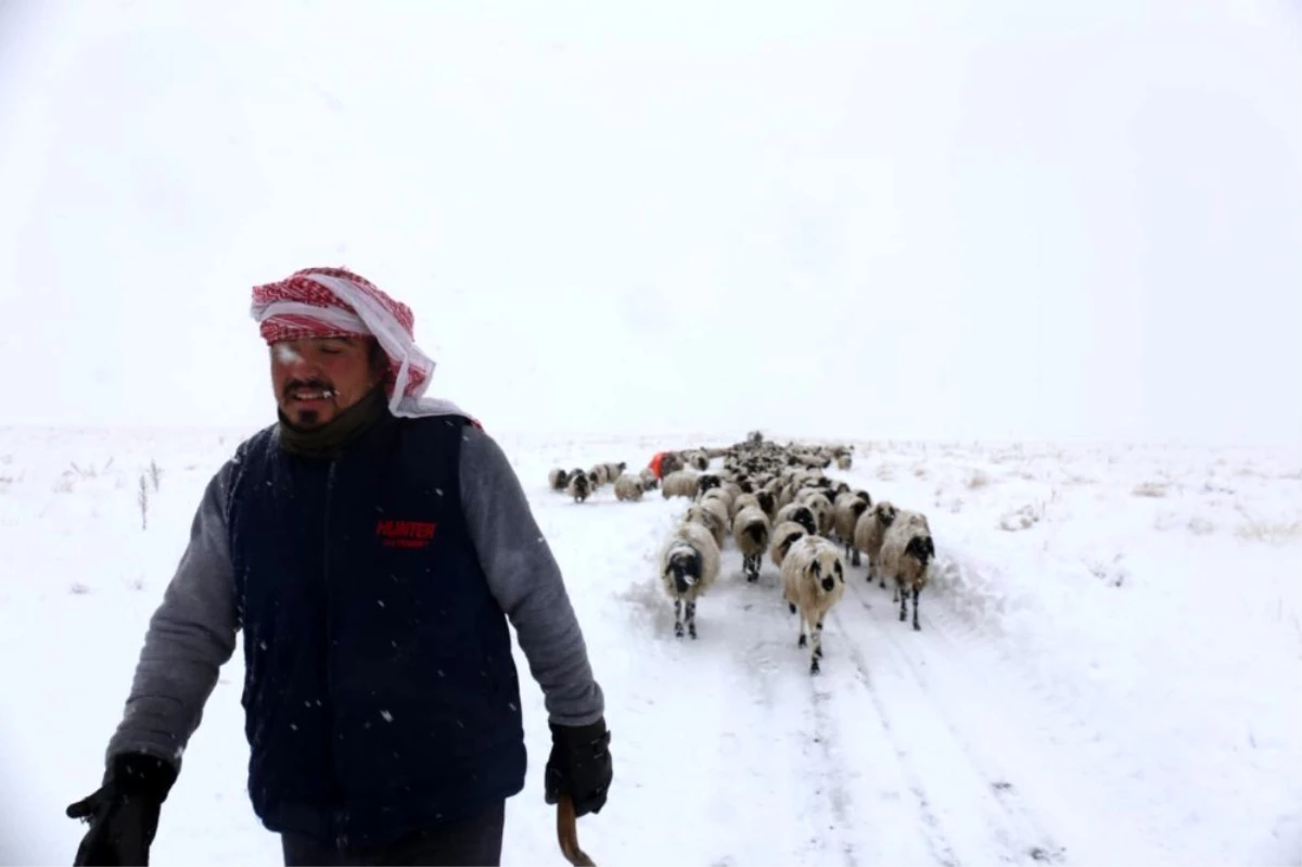 Gürpınar\'da tipide mahsur kalan 2 çoban ve koyun sürüsü belediye ekipleri tarafından kurtarıldı
