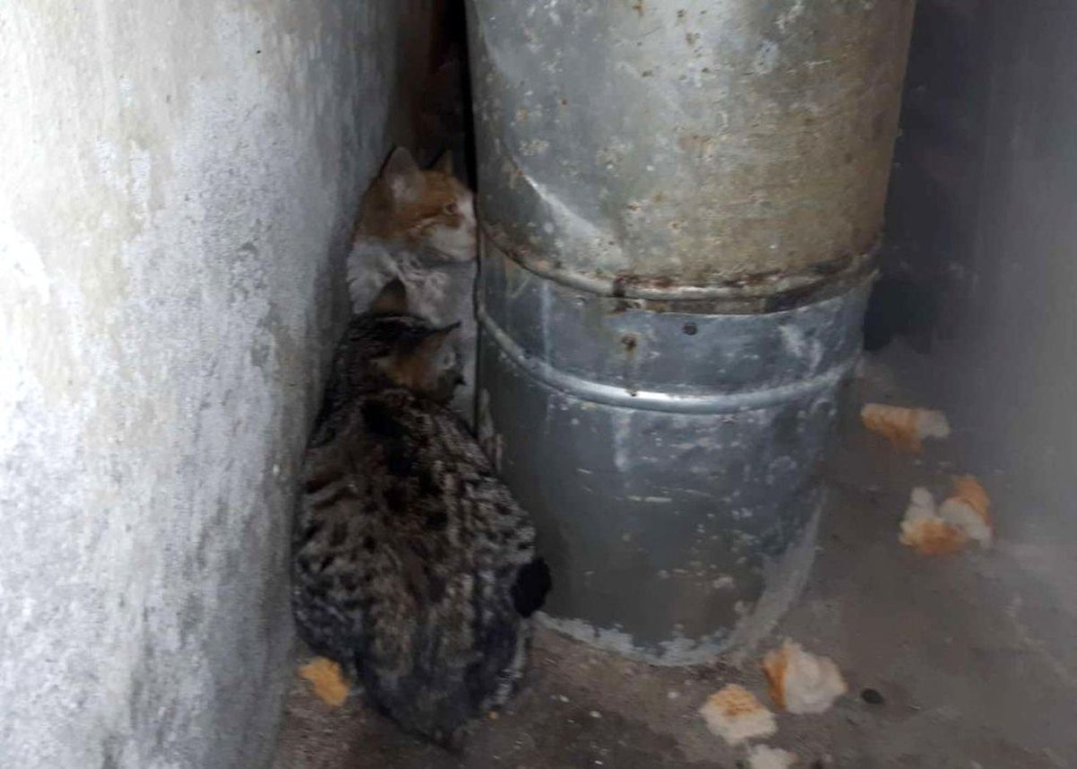 Hakkari\'de donmak üzere olan kediler kurtarıldı