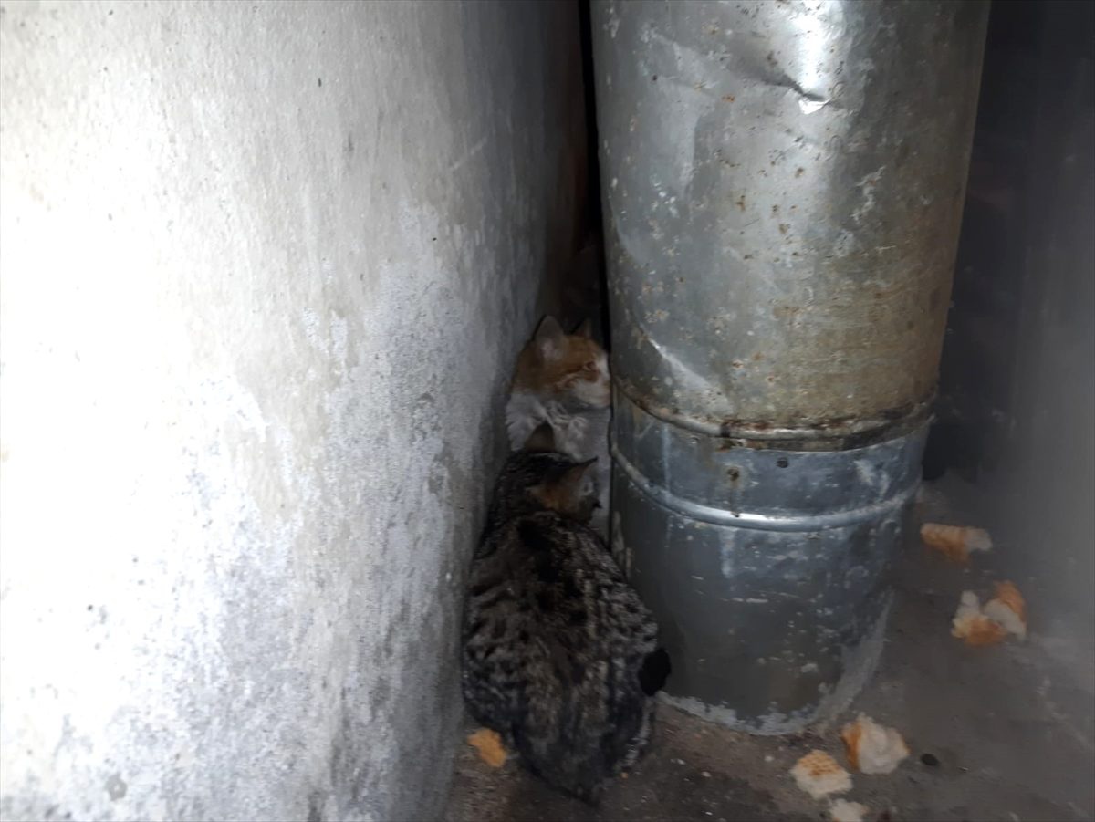 Hakkari\'de soğuk havadan etkilenen kediler kurtarıldı