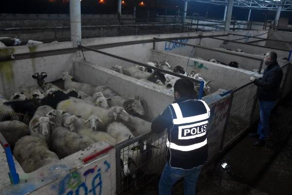 İzmir\'den çalınan 80 küçükbaş hayvan, Bursa\'da bulundu