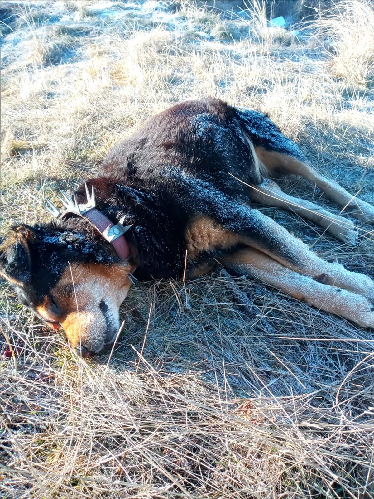 Kastamonu\'da üç evin soyulduğu köydeki köpek tabancayla öldürüldü