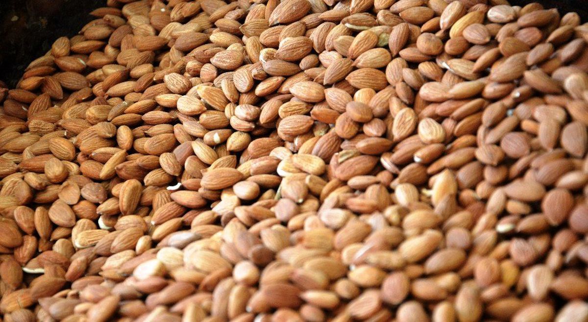 Kayısı çekirdeği, ABD\'nin bademine rakip