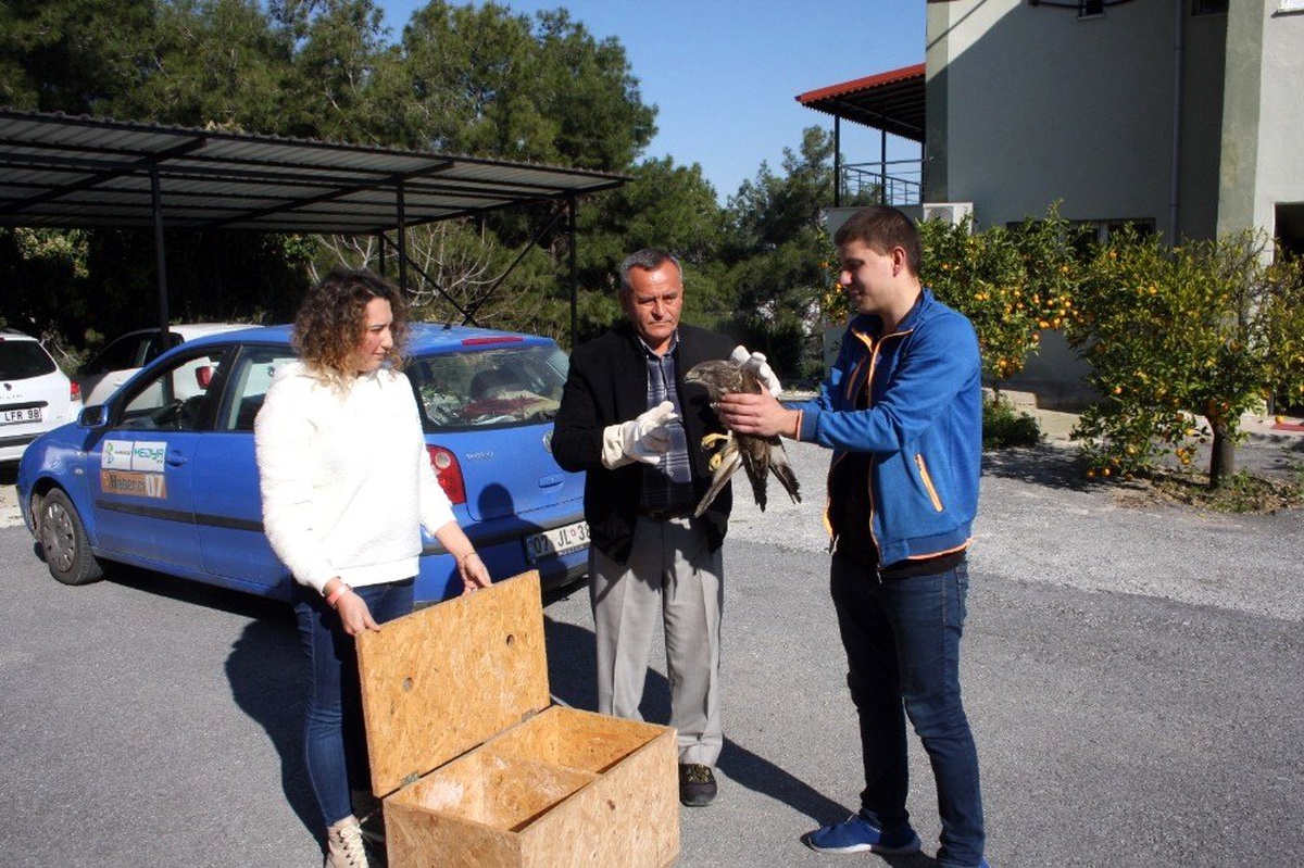 Manavgat\'ta bulunan yaralı şahin Milli Parkı Şefliğine teslim edildi