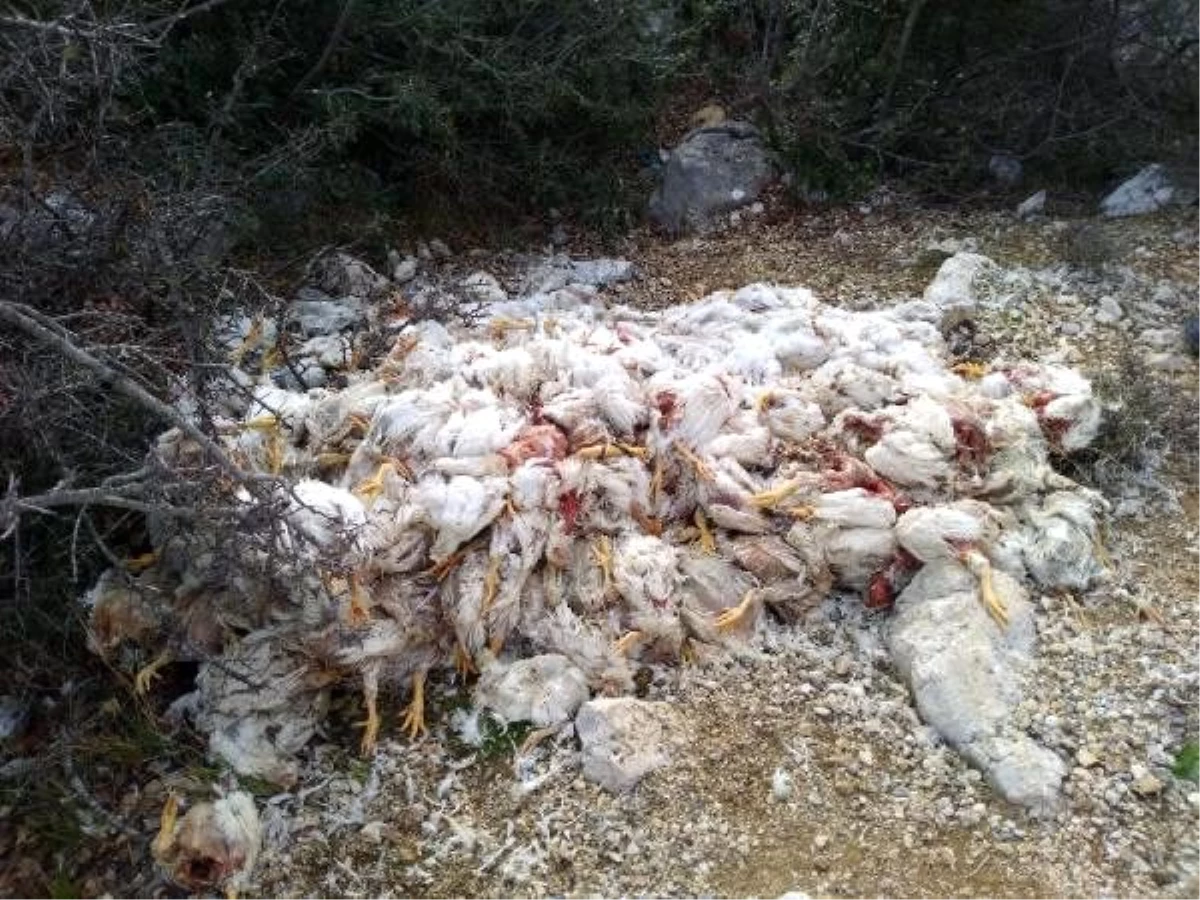 Tarsus\'ta boş araziye yüzlerce tavuk ölüsü bırakıldı