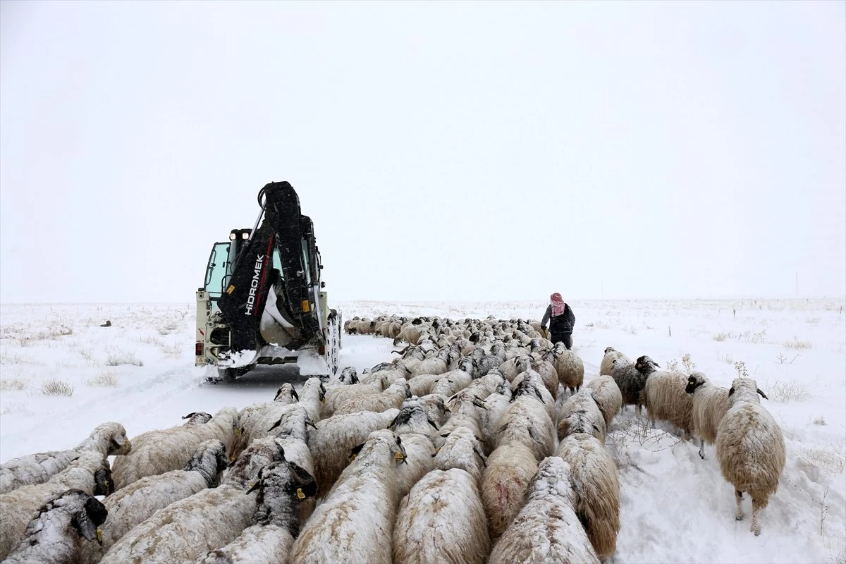 Van\'da tipide mahsur kalan iki çoban ile koyun sürüsü kurtarıldı