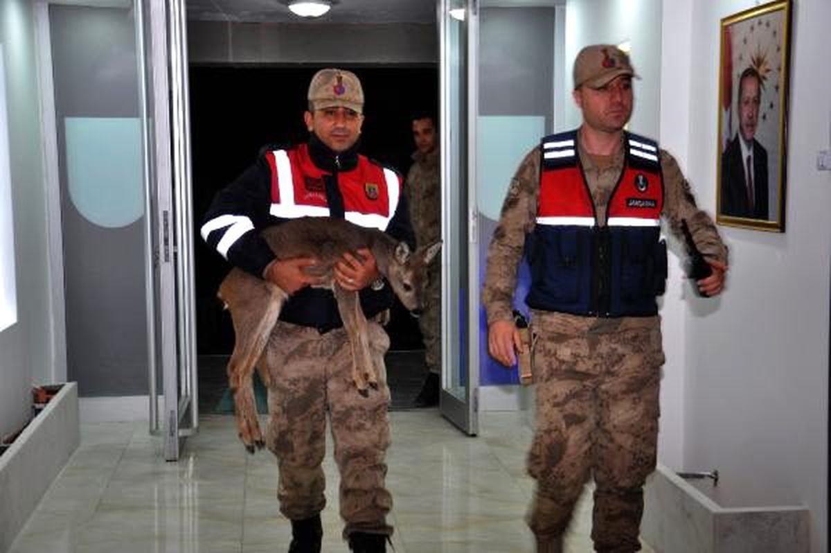 Yaralı karacaya jandarma sahip çıktı