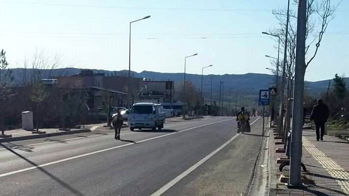 Yolda başıboş gezen eşek sürücülere zor anlar yaşattı