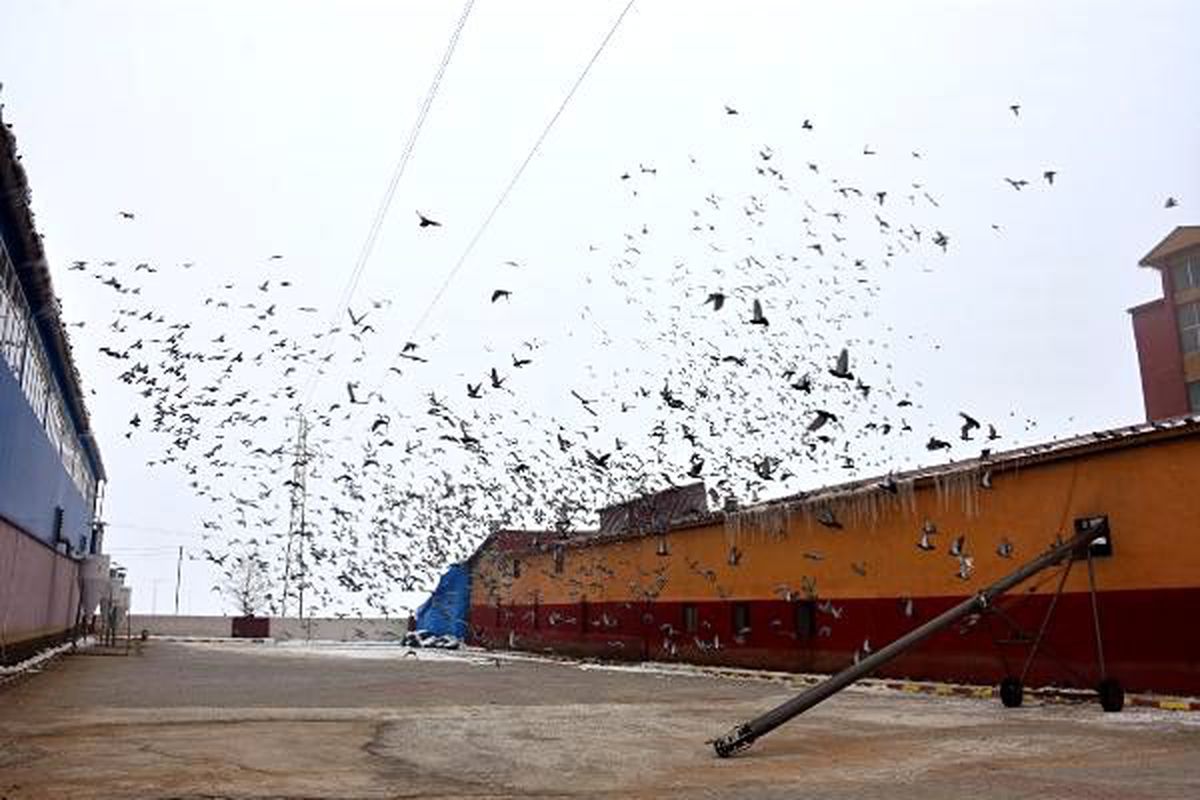 Aç kalan kuşlar yem fabrikasına sığındı