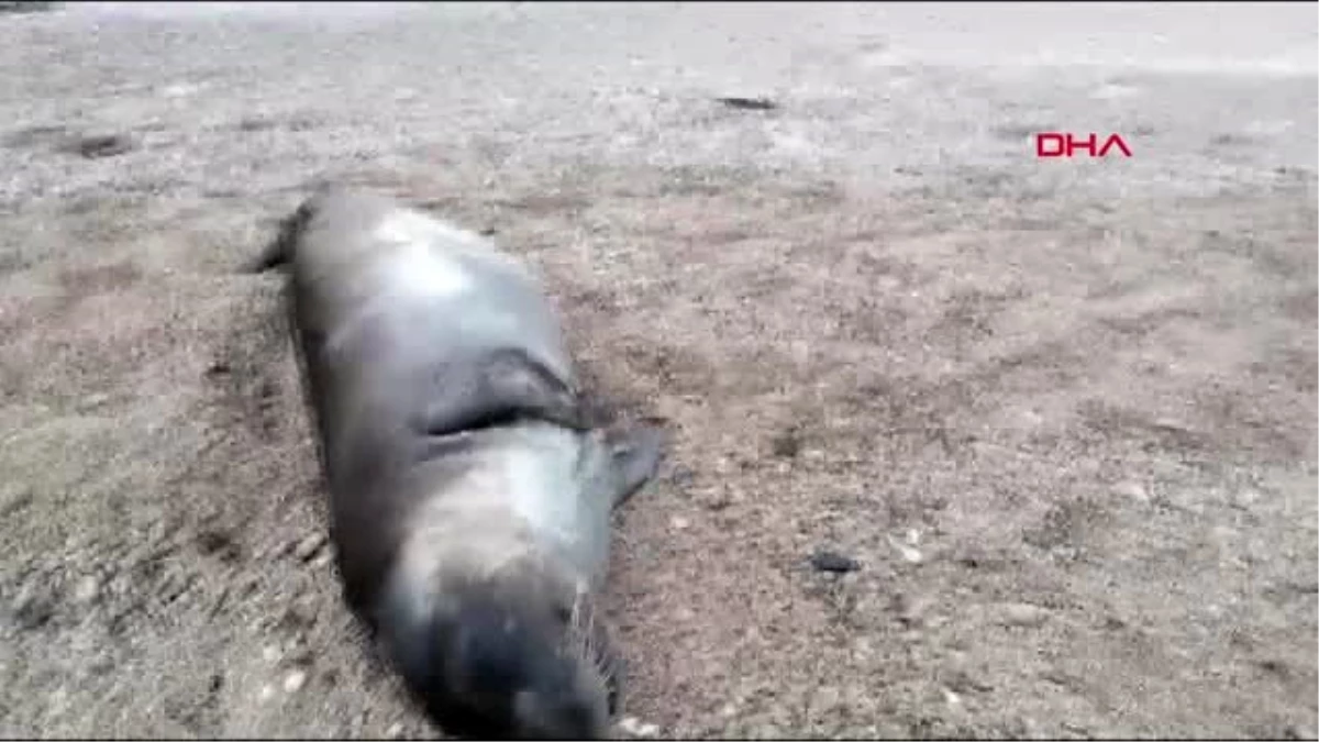 Antalya kemer\'de ölü akdeniz foku kıyıya vurdu
