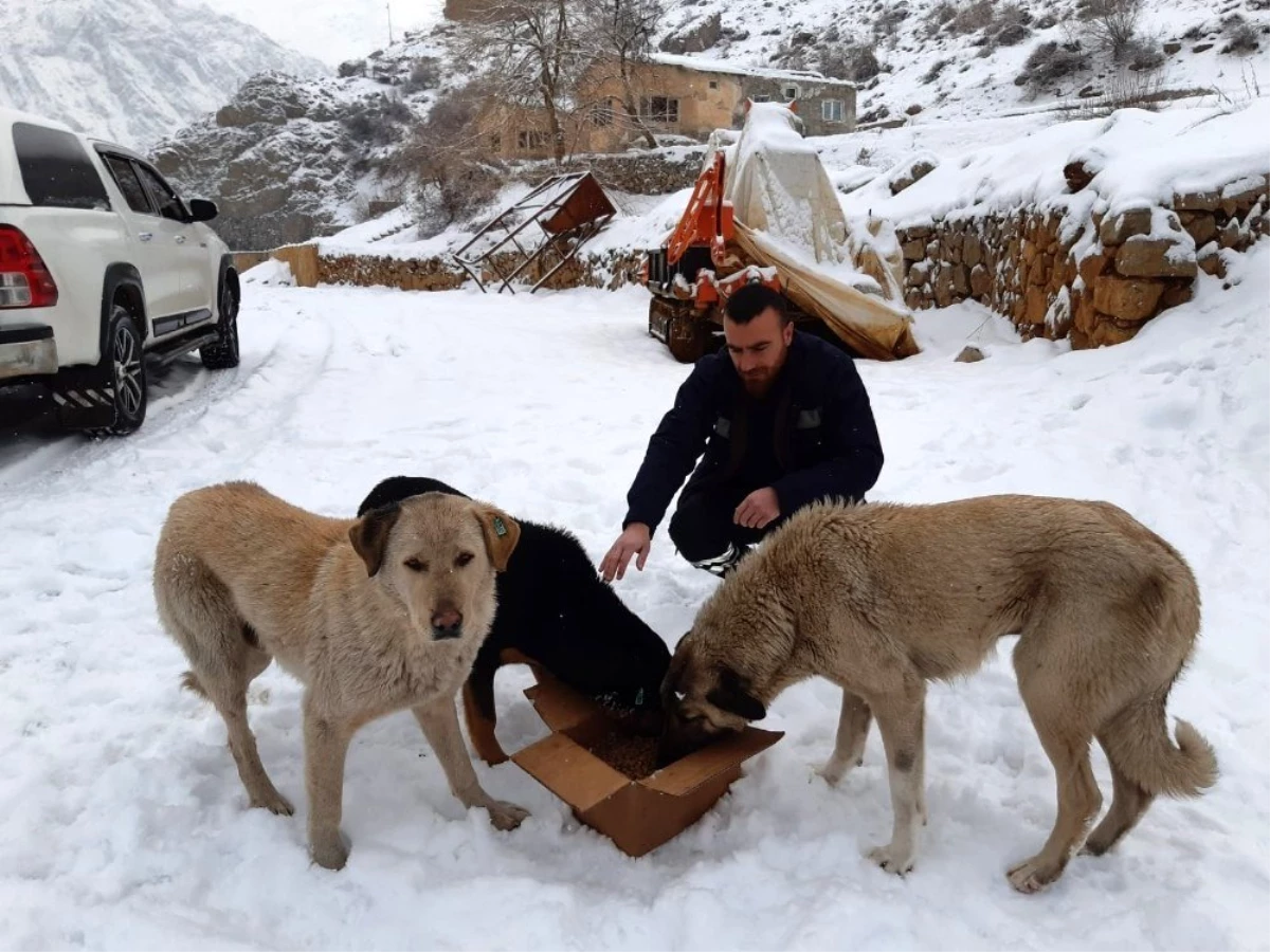 Başıboş köpeklere yiyecek bırakıldı