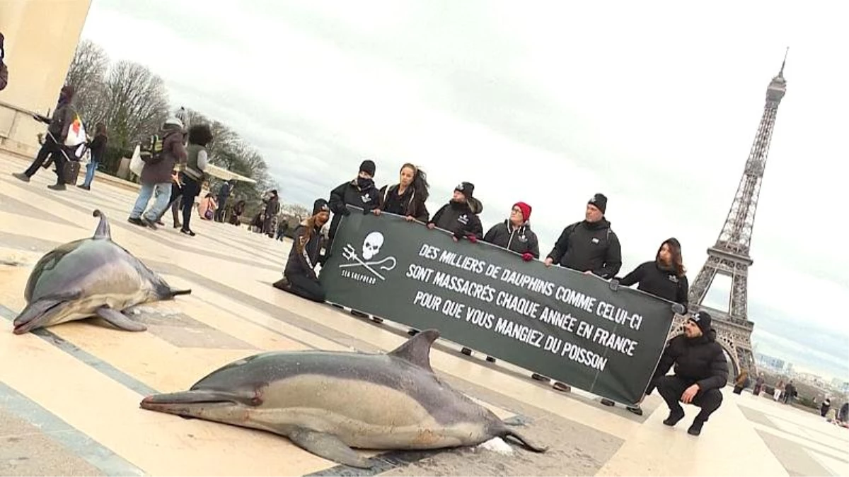 Eyfel kulesi önünde ölü yunus balıklarıyla \'aşırı avlanma\' karşıtı protesto