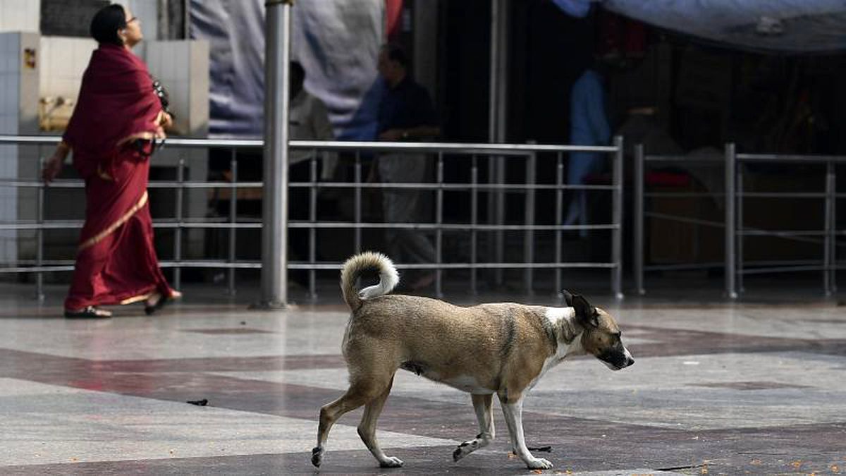 Hindistan: Yeni doğan bebek hastanedeki köpek saldırısında öldü