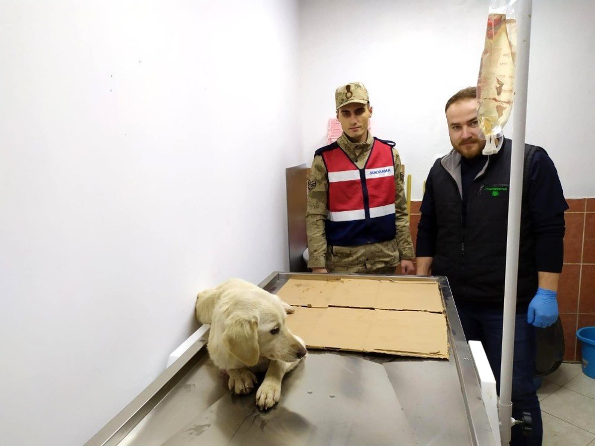 Jandarma yaralı köpeği tedavi ettirdi