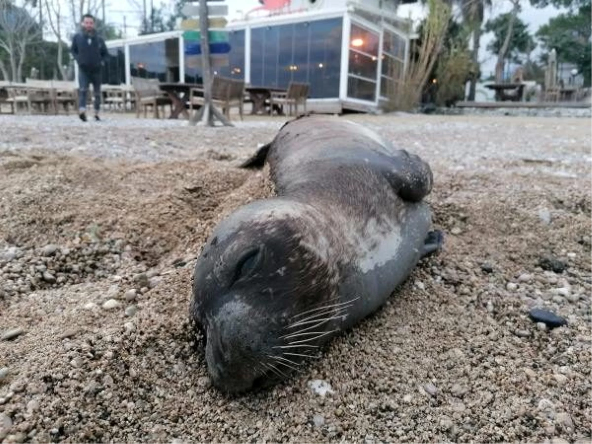 Kemer\'de ölü Akdeniz foku, kıyıya vurdu