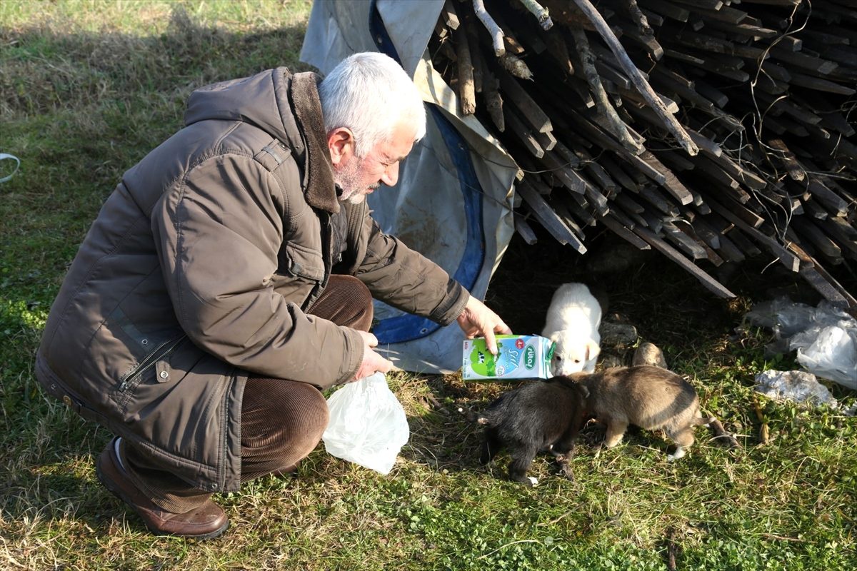 Kocaeli\'de yağmur suyu kanalına sıkışan köpeği itfaiye ekipleri kurtardı
